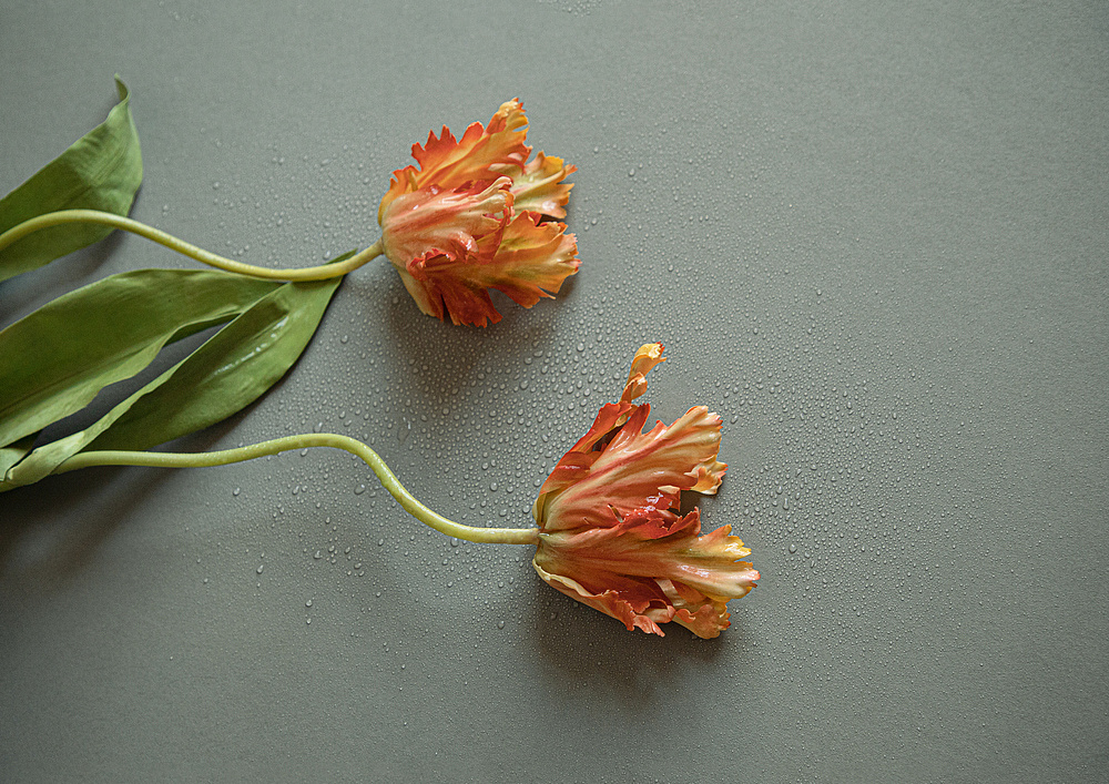 Фабрика «Лоймина» представляет новую коллекцию British Style | Garden от бренда Loymina.